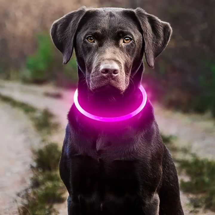 Dog wearing a glowing purple Dog Collar