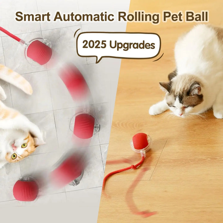 at ball toy automatic with cats playing