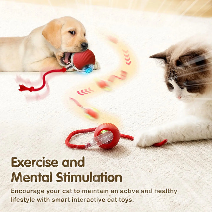 Dog and cat playing with a red cat ball toy