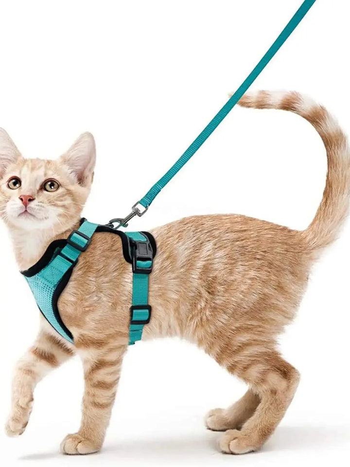 Cat wearing a teal cat harness and leash