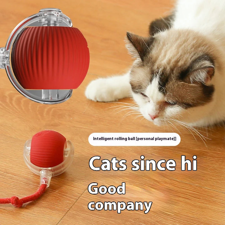 Cat playing with red rolling cat ball toy
