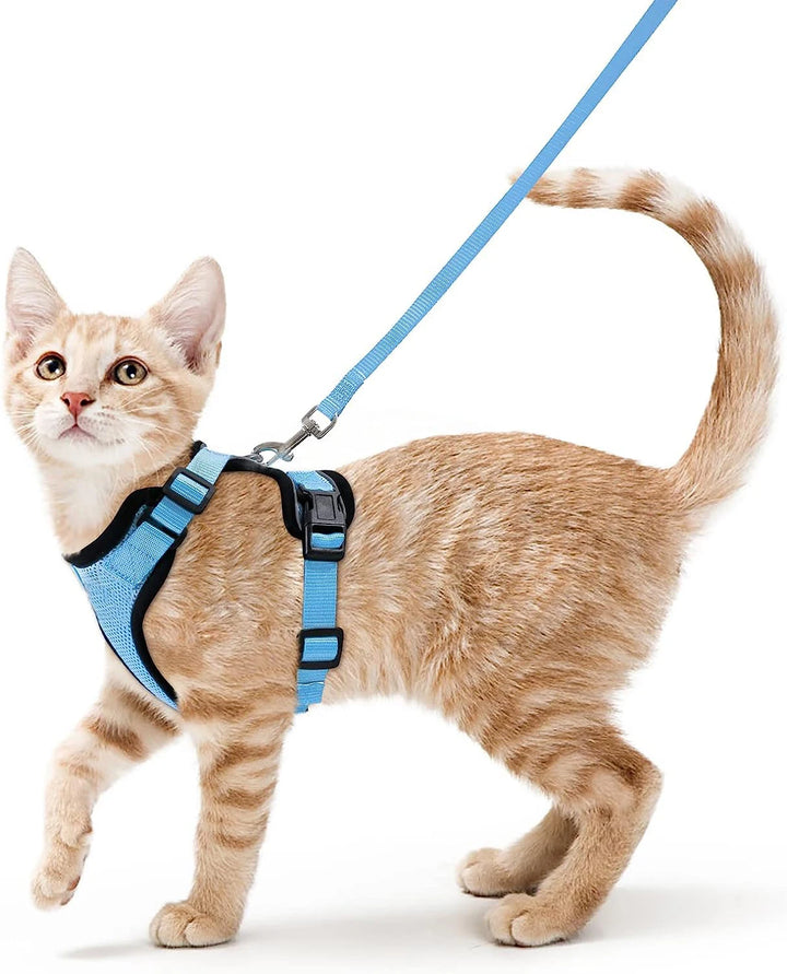 Cat wearing a blue cat harness and leash