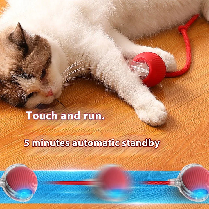 Cat playing with red cat ball toy