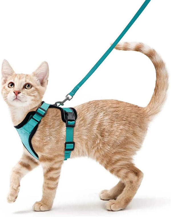 Cat wearing a blue cat harness and leash