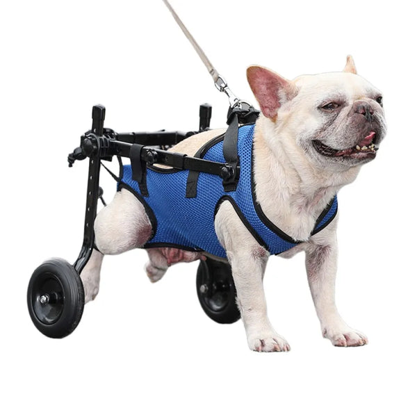 Dog in a pet wheelchair.