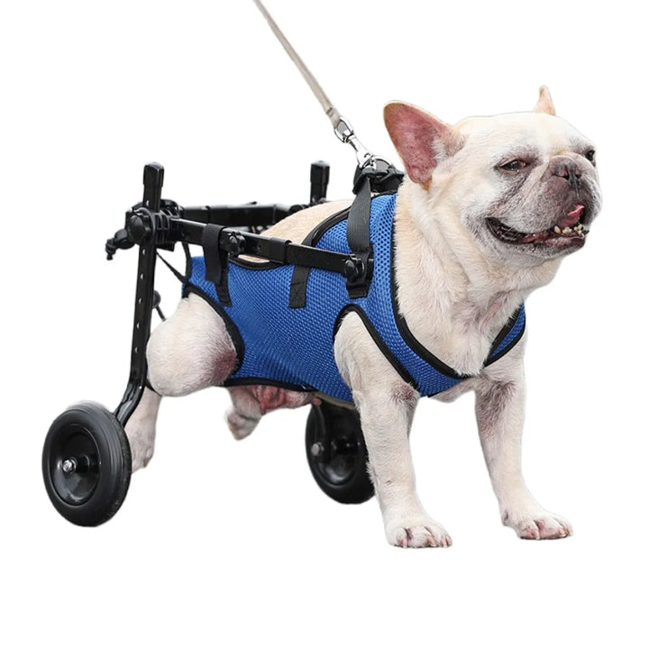 Dog in a pet wheelchair.