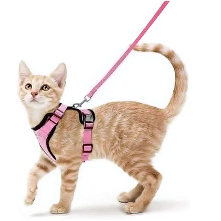 Cat wearing a pink cat harness and leash