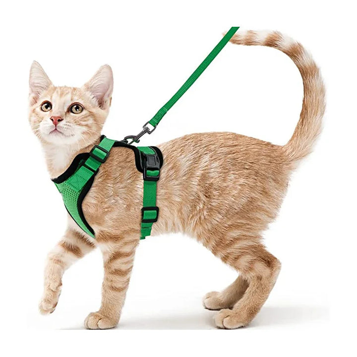 Cat wearing a green cat harness and leash