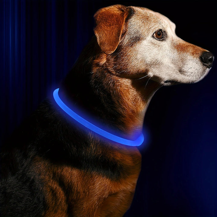 Dog wearing a blue Dog Collar