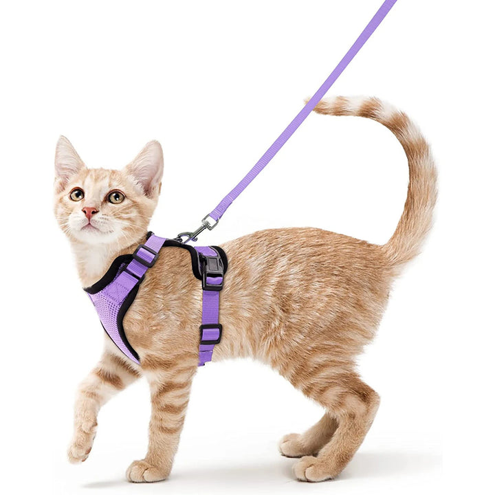 Cat wearing a purple cat harness and leash