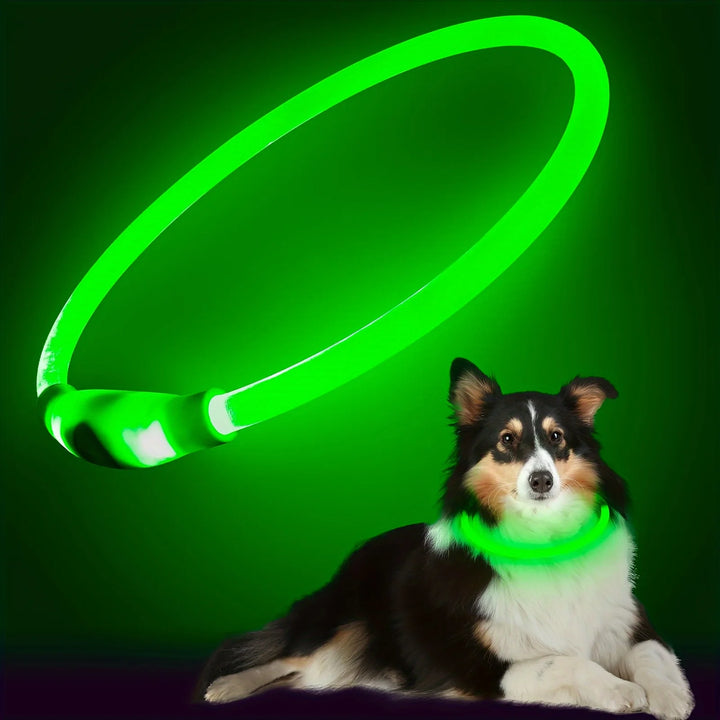 Dog wearing a green LED Dog Collar with a glowing green ring