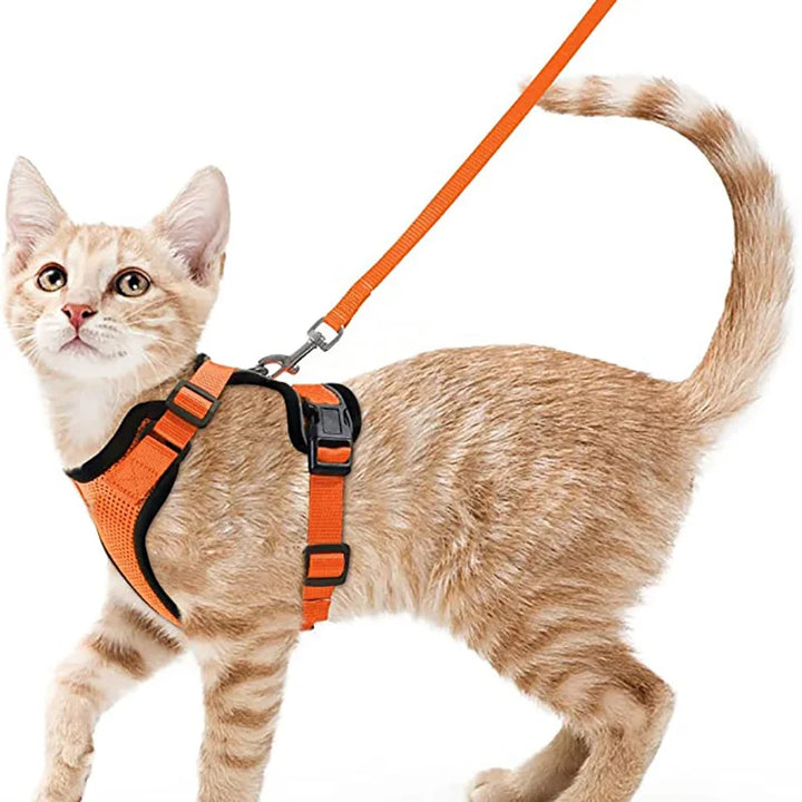 Cat wearing an orange cat harness and leash