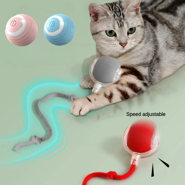 Cat playing with interactive cat ball toy