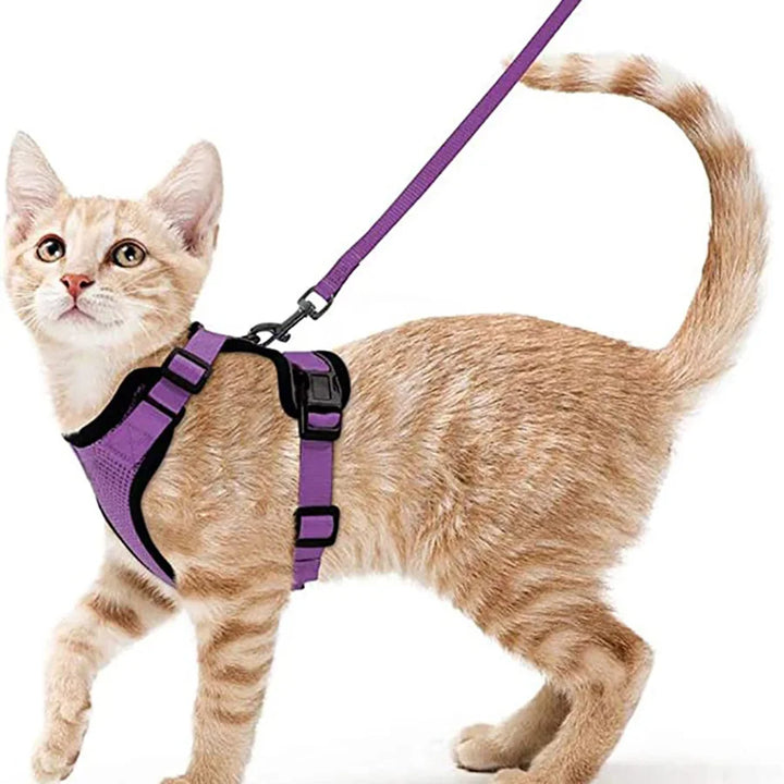 Cat wearing a purple cat harness and leash