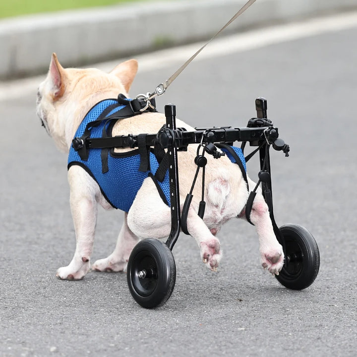 Dog in a blue harness and wheelchair on a road.