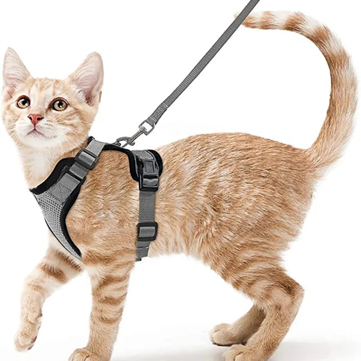 Cat wearing a gray cat harness and leash