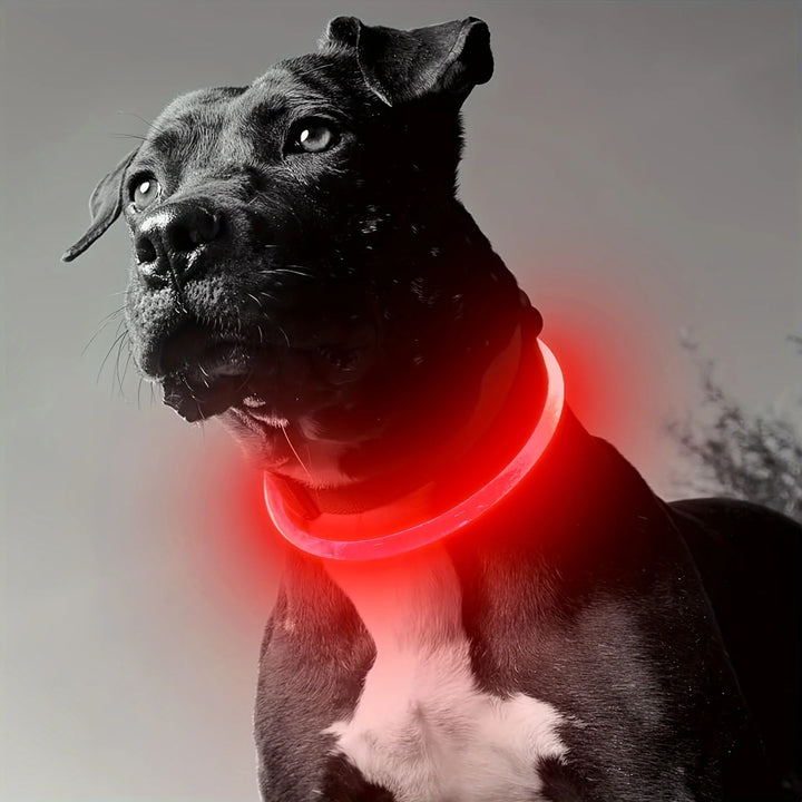 Dog wearing a glowing red Dog Collar