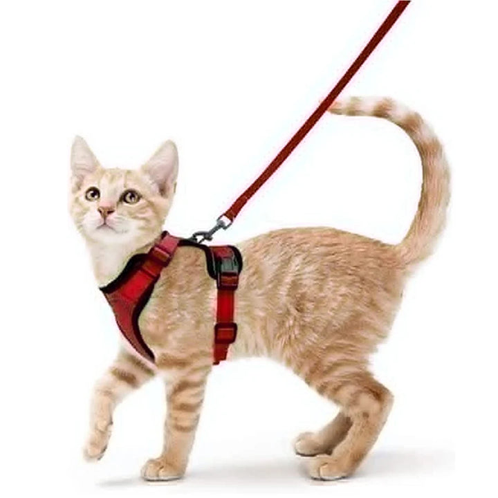 Cat wearing a red cat harness and leash