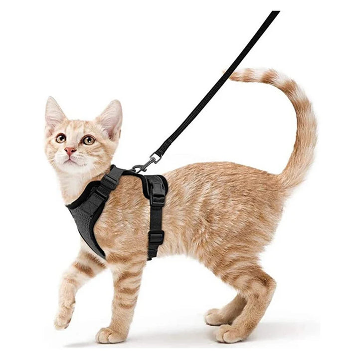 Cat wearing a black cat harness and leash