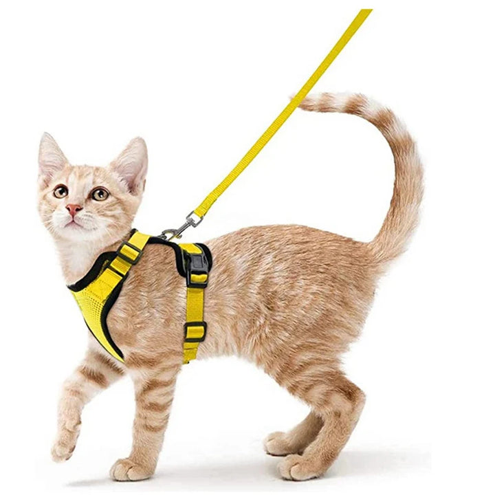 Cat wearing a yellow cat harness and leash