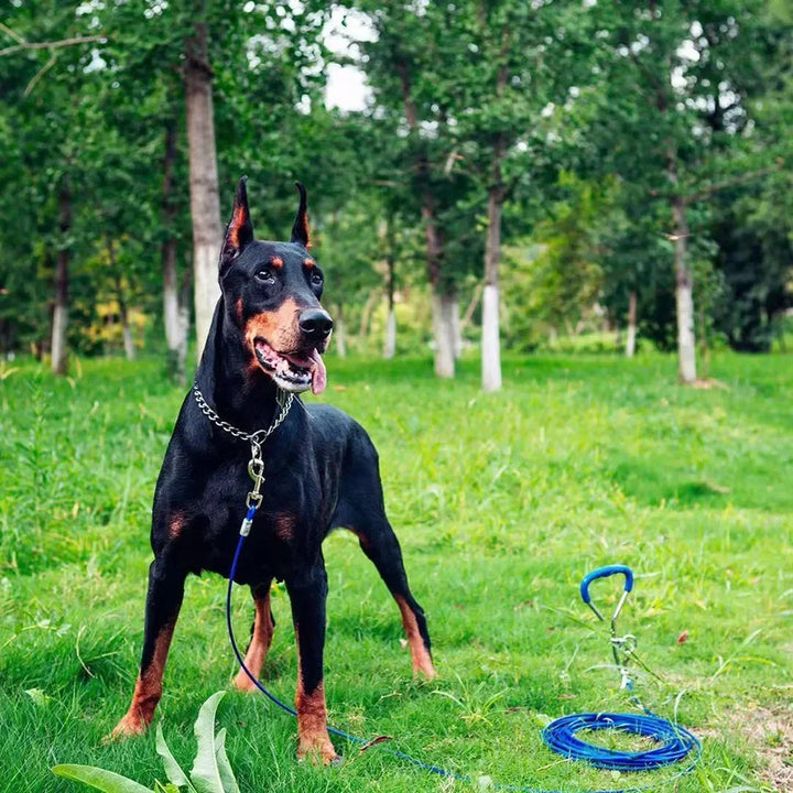 dog chain collar on dog in grass
